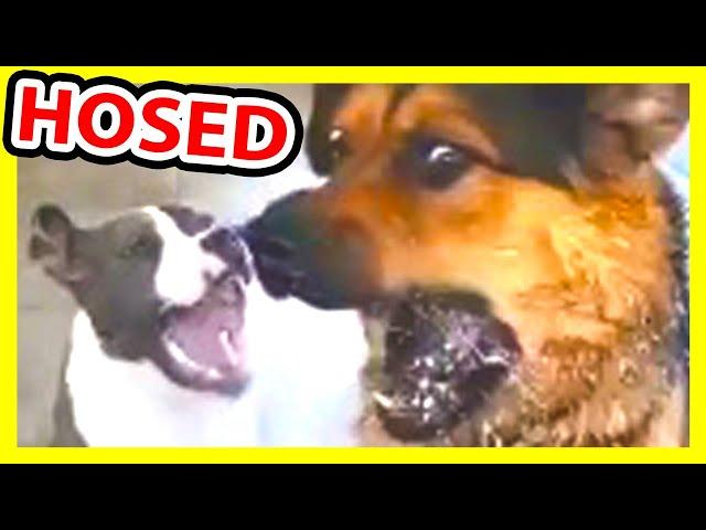 Funny Tiktok pets!  - Oh no, deep trouble! (Try Not to Laugh) [JLFA]