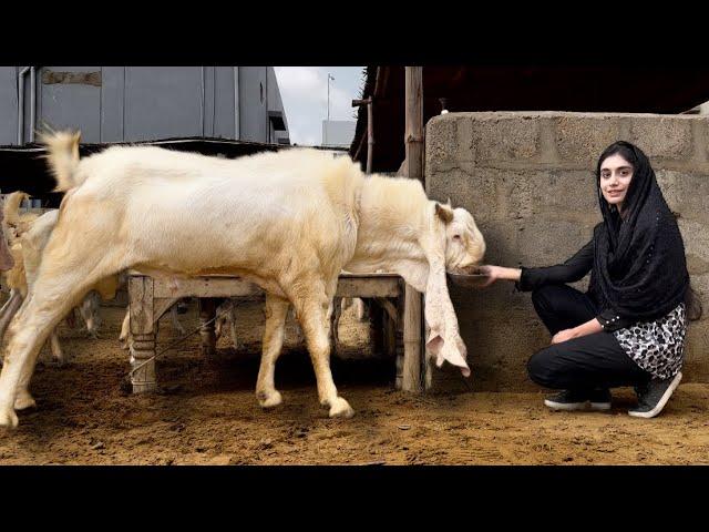 Gulabi Bakra Breeding Farm, Goat Farming, Goat Land Farms, Bakra Mandi Pakistan, Hsn Entertainment