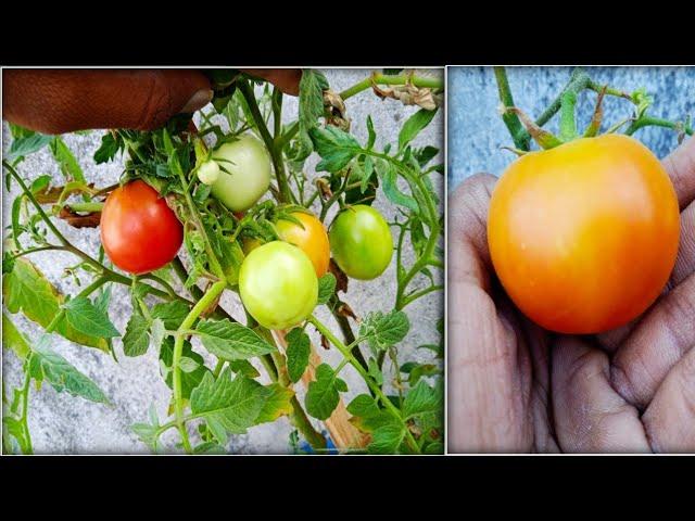 tomatoes in our garden//tomatoes ripening//NS GARDENS//