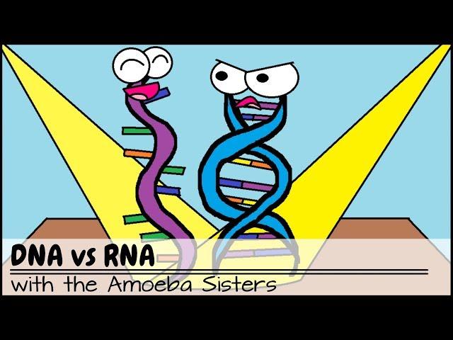 (OLD VIDEO) Why RNA is Just as Cool as DNA