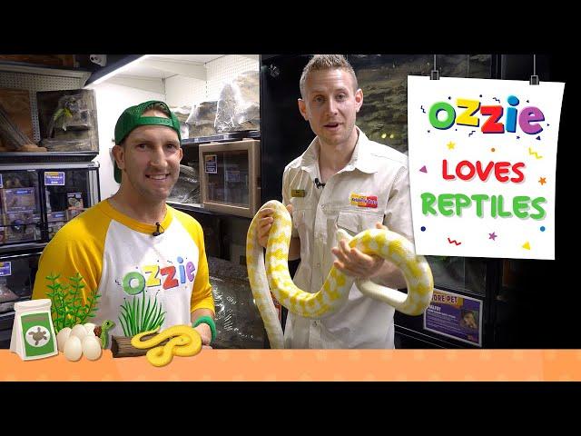 Learn About Snakes For Pets | Reptiles for Kids