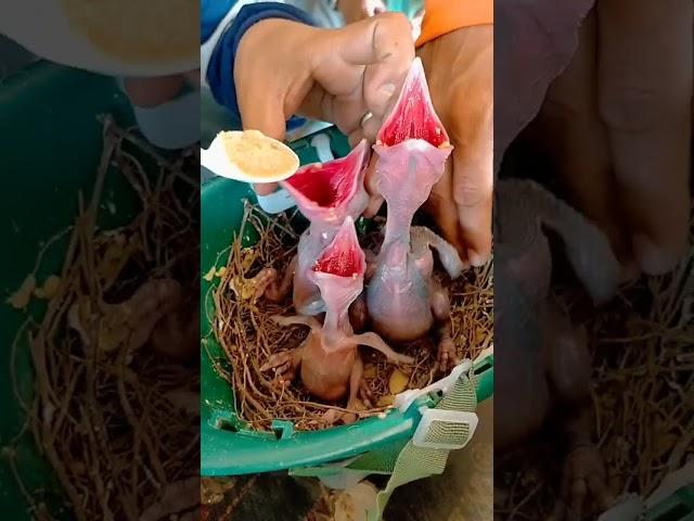 Hand feeding Baby Birds #meskipops #birds #animals #babybird