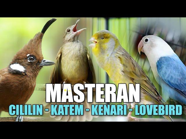 MASTERAN CILILIN - KENARI - KAPAS TEMBAK - LOVEBRID COCOK BUAT MATERI LOMBA