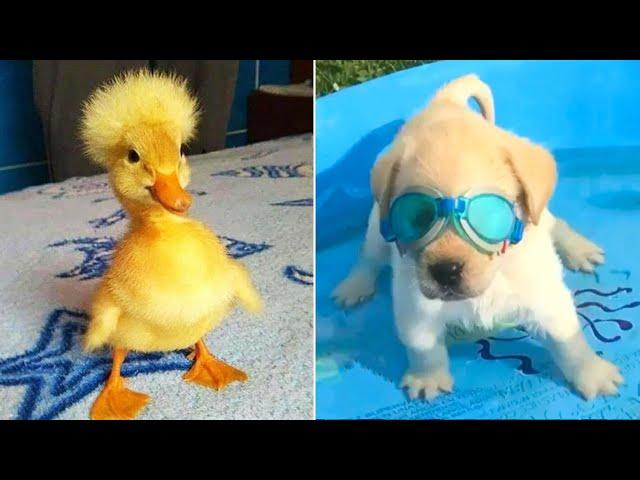 Funniest Animals 2024  Best Funny Cats and Dogs  Part 33 | Cute Baby Dogs