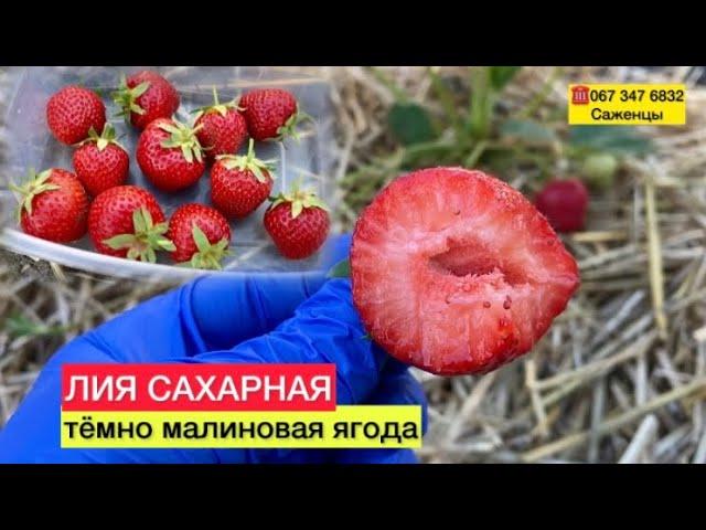 Обзорклубники ЛИЯ САХАРНАЯ ягода первого класса//Купить саженцы клубники Азия Украина Хитрук Елена