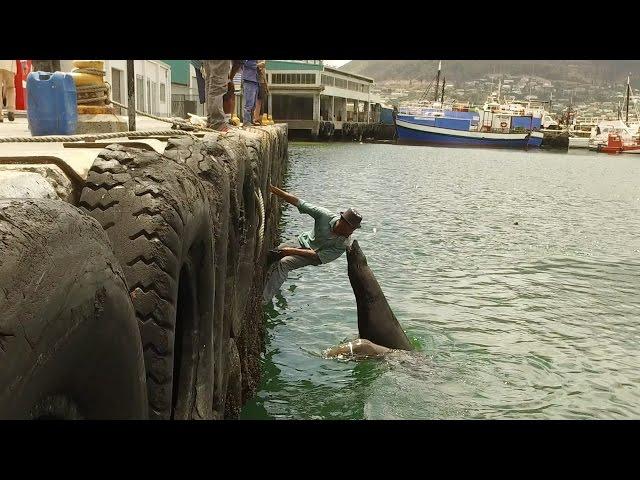 Mouth to mouth with a massive seal, Hout Bay Market, Cape Town | Seizethecity Ep. 11