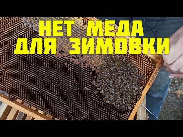 Нет меда для зимовки пчелам, что делать? Канди или мед?