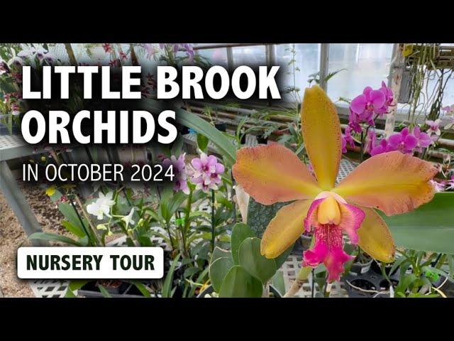 Little Brook Orchids Nursery Tour in October 2024 | You will be BLOWN AWAY by all the Orchid blooms!