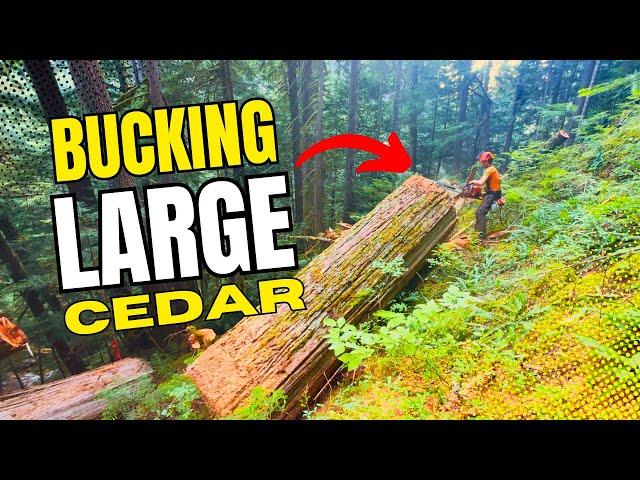 6ft Cedar in a Heli-Block | Remote Mountain River