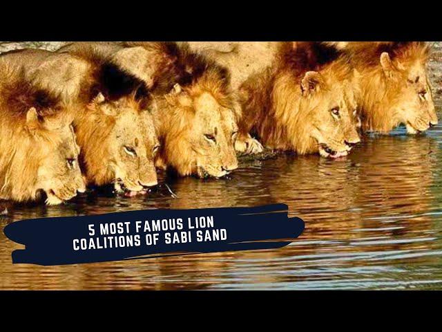 THE 5 MOST FAMOUS COALITIONS OF LIONS - MAPOGOS - MAHINGILANES - SELATIS - MATIMBAS - BIRMINGHAMS