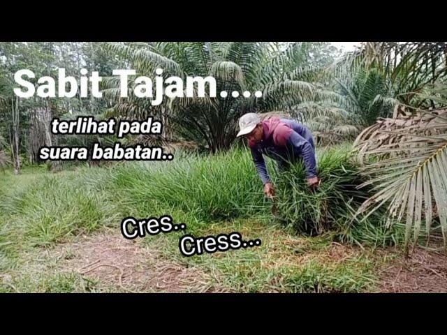 "TERNYATA SEPERTI INI SUARA SABIT YANG TAJAM..."