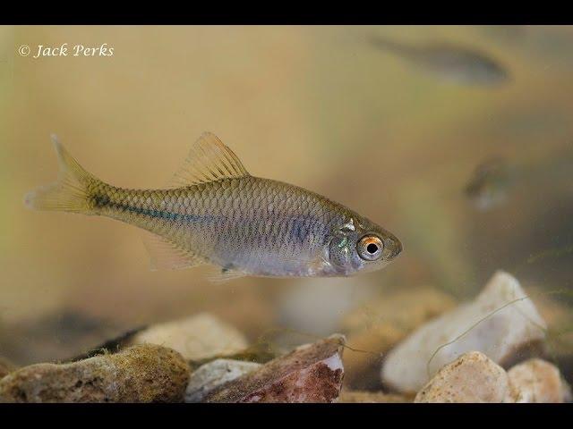 European Bitterling (Rhodeus amarus) Underwater UK