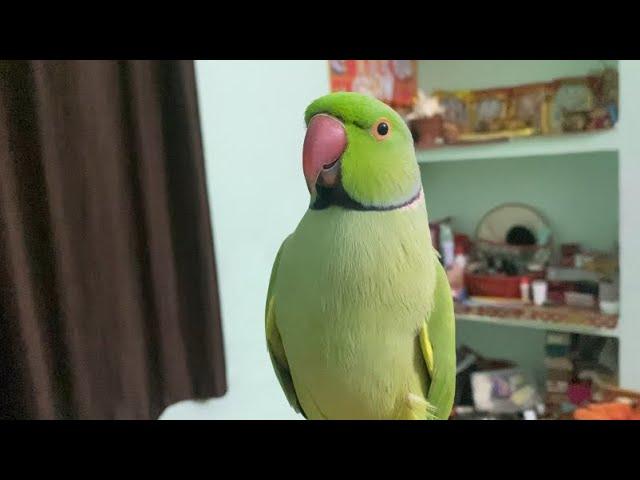 How to identify a talking parrot?