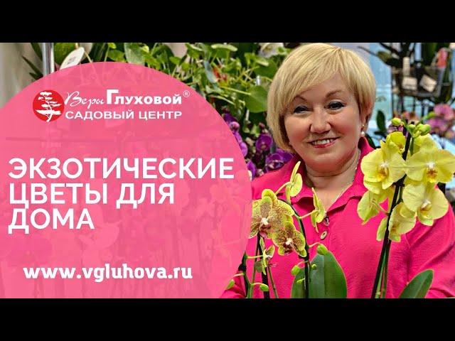 Комнатные экзотические цветы