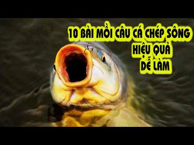 10 BÀI MỒI CÂU CÁ CHÉP SÔNG HIỆU QUẢ l CẦN THỦ ĐẤT CẢNG