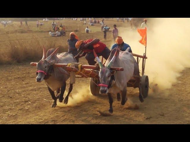 Waghawade bulls jabardast running in Tergaon