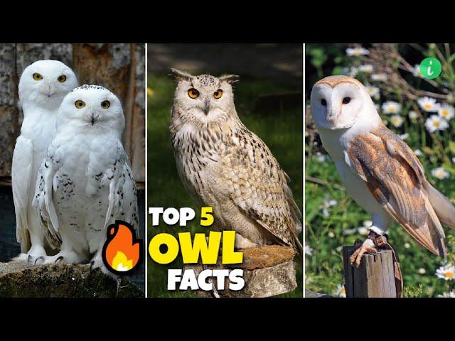 Top 5 Owl Facts That Will Shocked You | Owl Facts | Info Hifi