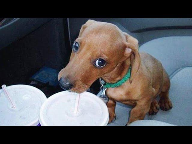 Dogs who fail at being dogs in 10 minutes  Funniest Dog Ever!