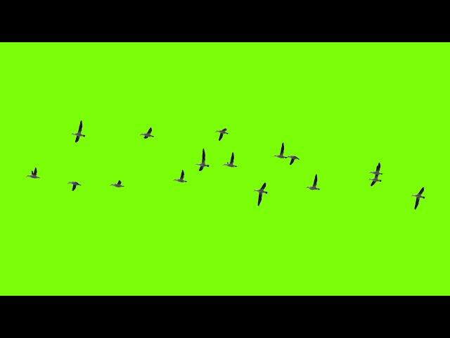 #Green Screen #Birds #Flying HD Animation