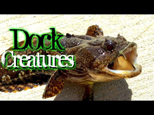 Dock Fishing For * EXOTIC AQUARIUM FISH * In The Wild - A1A Adventures