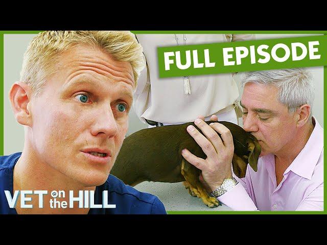 Dr Scott Treats Celebrity Dog With Shocking Enlarged Liver  S3 Ep1 | Vet on the Hill Full Episodes