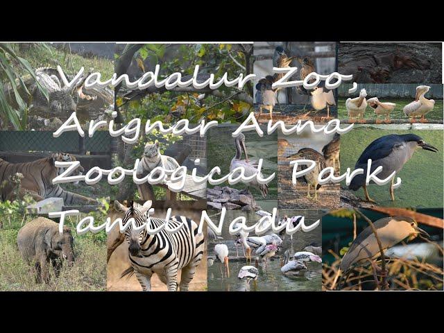 Vandalur Zoo,Arignar Anna Zoological Park,