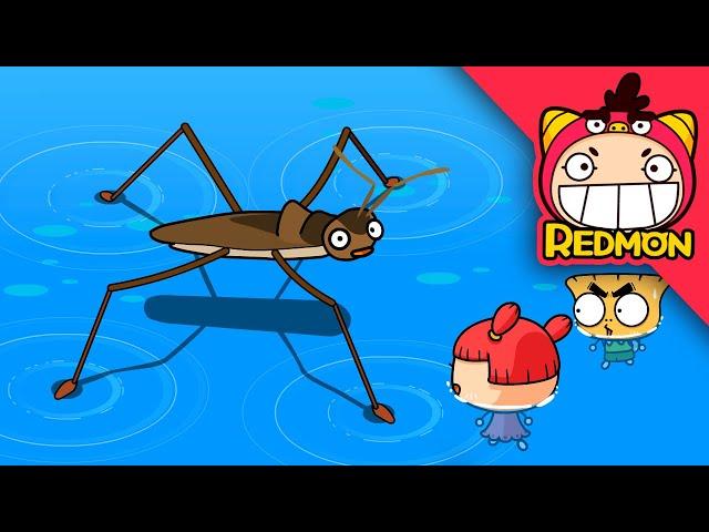 I am a Mr.Copycat! | crytoclytus capra & water strider | Insect world #10 | REDMON