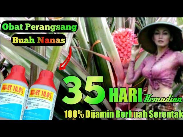 OBAT perangsang BUAH NANASDijamin berbuah serentak