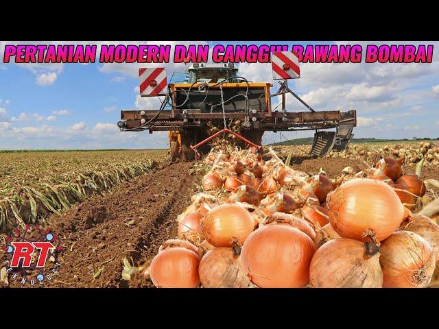 PROSES PERTANIAN BAWANG BOMBAI MODERN | ALAT PERTANIAN CANGGIH