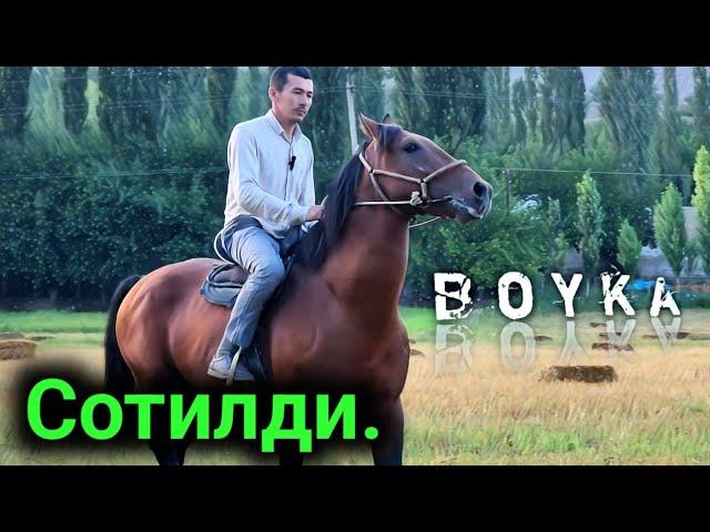 BOYKA LAQABLI OT SOTILADI... УЛОКЧИ  БОЙКА ОТ СОТИЛАДИ..продаю лошады.#от #horse