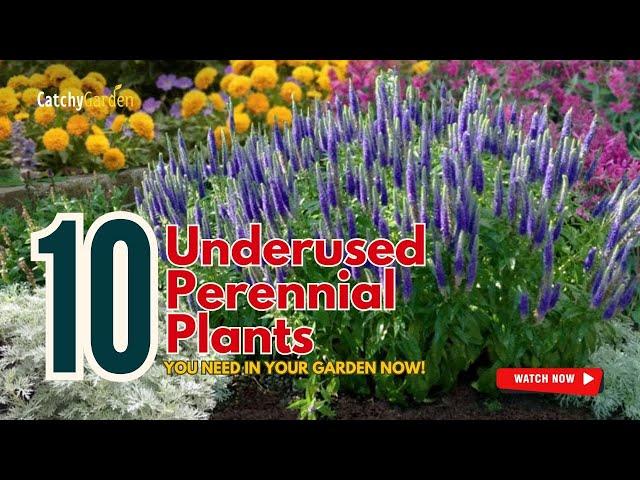 10 Underused Perennials You NEED in Your Garden NOW!  // Gardening Ideas