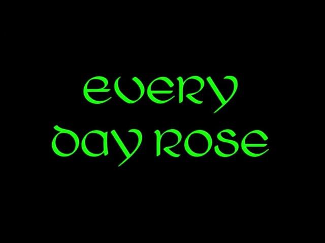 Every Day Rose