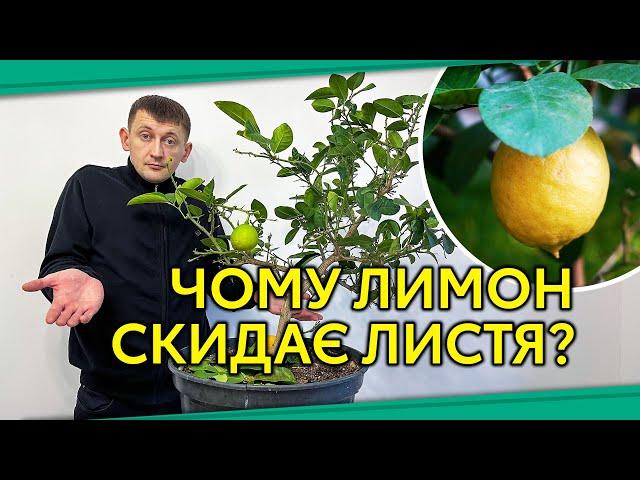 Чому лимон скидає листя?/Помилки вирощування цитрусових #ЛимоннеДеревоЗимою #ЛимонСкидаєЛистя #Сад