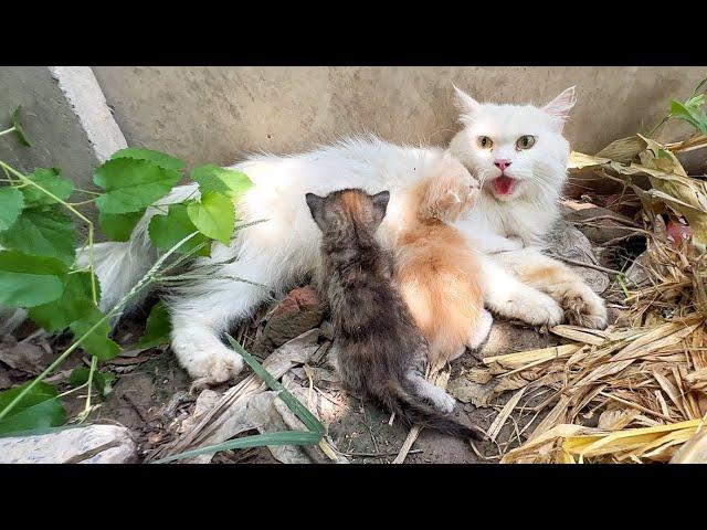 Scared mother cat wanted to take us to her kittens because she saw a big dog near her kittens!