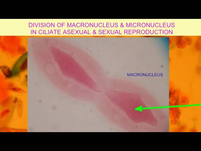 ROLES OF MACRONUCLEI & MICRONUCLEI