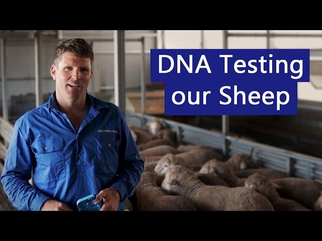 Optimising sheep genetics using DNA Testing