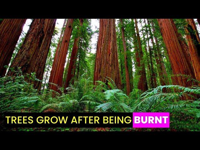 Secret of Nature's Resilience: Trees Bounce Back After Fire!  | Future Technology & Science News 378