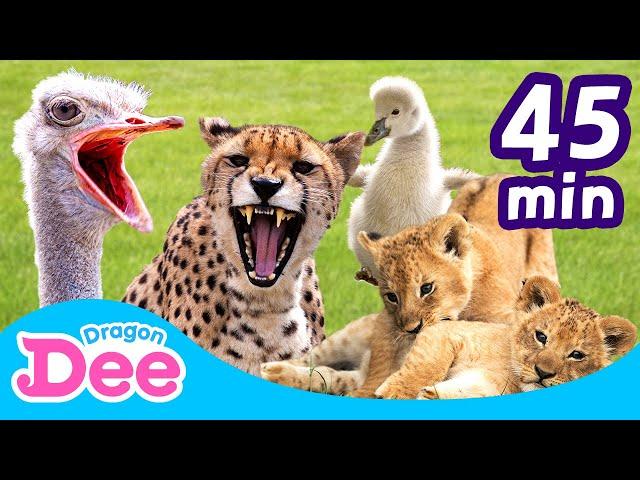 [FULL] Super Cute Animals Compilation  | Meerkat + | 45 Min | Animal Songs  | Dragon Dee for Kids