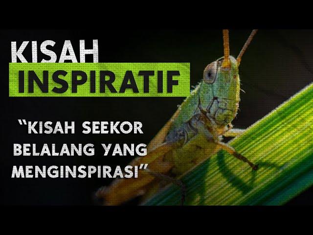 Kisah Inspiratif - Kisah Seekor Belalang yang Menginspirasi Hidup