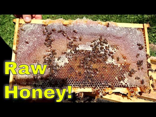 $1500 of Honey from 1 Hive of bees!