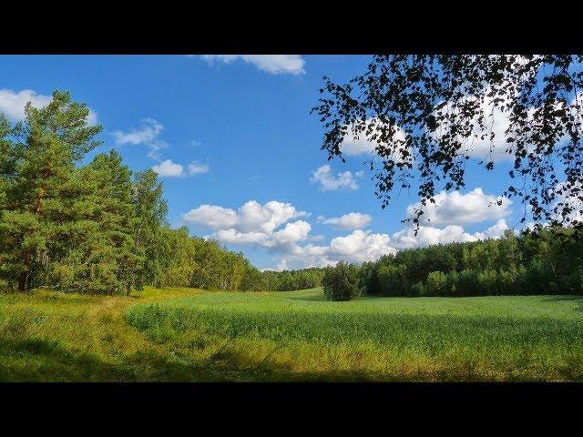 Леса и поля. Музыка Сергея Чекалина. Forests and fields. Music Sergei Chekalin.