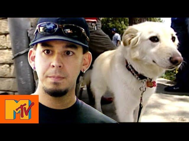 Linkin Park's Mike Shinoda Blocks Dog Rescue | Punk'd