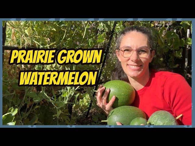 Final Watermelon Harvest 2024