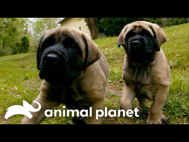 Adorable English Mastiff Twins Are Inseparable! | Too Cute! | Animal Planet