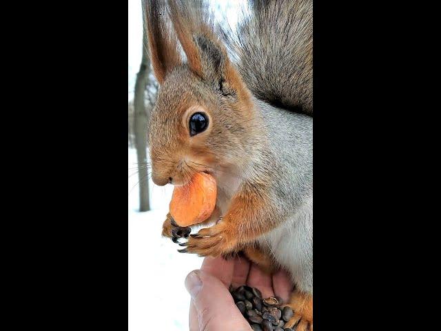 Белка есть морковку, сидя у меня на ладони / Squirrel eating carrot sitting on my palm