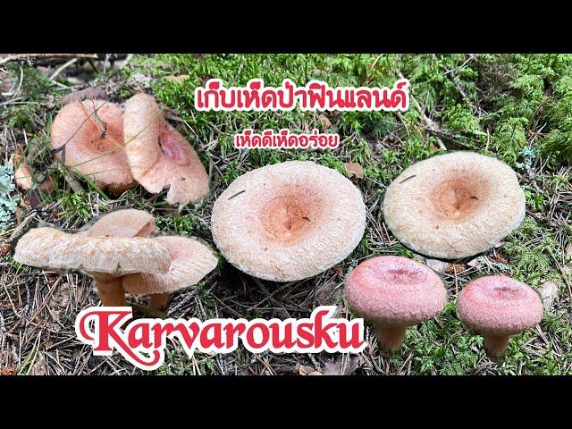 เก็บเห็ด Karvarousku เห็ดขนเห็ดดีเห็ดอร่อย เห็ด 3ดาวฟินแล