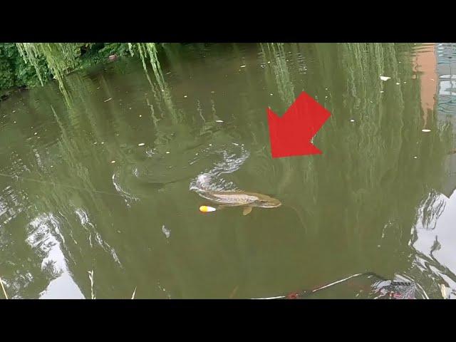 This Big Urban Canal Pike Needed My Help!