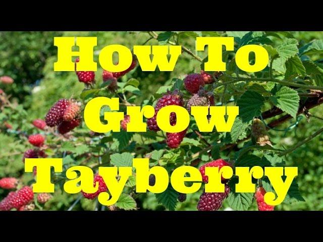 Complete Guide: Growing Tayberry | The Movie