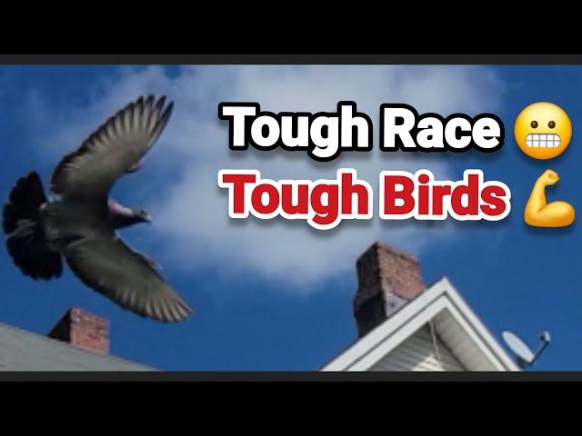 CJC Combine Pigeon Race #6 - 165 Miles | 2024 Young Pigeons