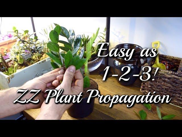 3 EASY Ways To Propagate Your ZZ Plant!